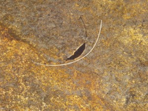 Leaf and Pool pattern above Granite Falls South Coast NSW